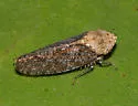 Paraphlepsius fulvidorsum