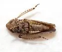 Paraphlepsius fulvidorsum - photo 2