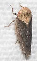 Paraphlepsius fulvidorsum - photo 3
