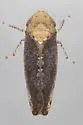 Paraphlepsius fulvidorsum - photo 5