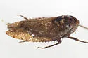 Paraphlepsius fuscipennis