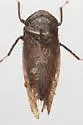 Paraphlepsius fuscipennis - photo 2