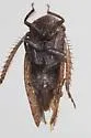 Paraphlepsius fuscipennis - photo 3