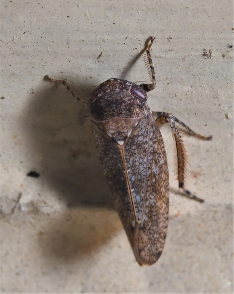 Paraphlepsius incisus - photo 2