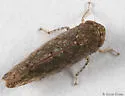 Bespeckled Leafhopper