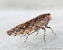 Bespeckled Leafhopper - photo 2