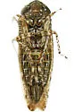 Bespeckled Leafhopper - photo 3