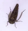 Bespeckled Leafhopper - photo 4