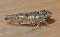 Bespeckled Leafhopper - photo 5