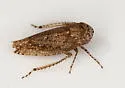 Paraphlepsius lascivius