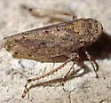 Paraphlepsius lascivius - photo 2