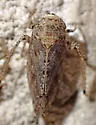 Paraphlepsius lascivius - photo 3