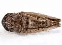 Paraphlepsius lascivius - photo 4