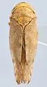 Paraphlepsius luxuria - photo 2