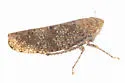 Paraphlepsius luxuria - photo 3