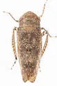 Paraphlepsius luxuria - photo 4