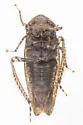 Paraphlepsius luxuria - photo 5