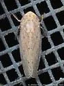 Paraphlepsius maculellus