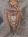 Paraphlepsius maculellus - photo 2