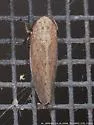 Paraphlepsius maculellus - photo 4