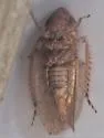 Paraphlepsius maculellus - photo 5