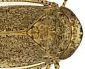 Paraphlepsius micronotatus - photo 2
