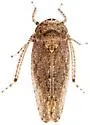 Paraphlepsius micronotatus - photo 4