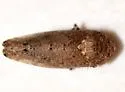Paraphlepsius occidentalis - photo 3