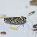 Paraphlepsius pallidus