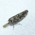 Paraphlepsius pallidus - photo 2