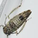Paraphlepsius pallidus - photo 3