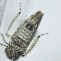 Paraphlepsius pallidus - photo 4