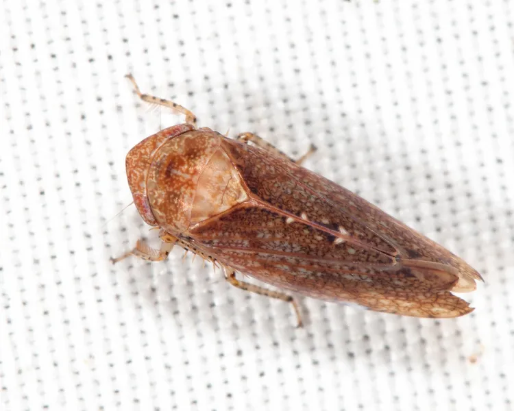 Paraphlepsius particolor - photo 2