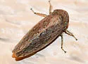 Paraphlepsius planus - Paraphlepsius planus