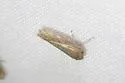 Paraphlepsius planus - photo 2