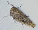 Paraphlepsius planus - photo 3