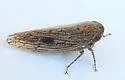 Paraphlepsius planus - photo 4