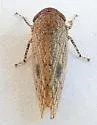 Paraphlepsius planus - photo 5
