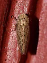 Paraphlepsius quadratus - photo 2
