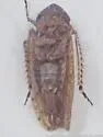 Paraphlepsius quadratus - photo 4