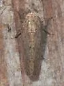Paraphlepsius quadratus - photo 5