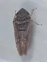 Paraphlepsius rileyi - Paraphlepsius rileyi