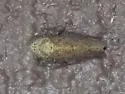 Paraphlepsius rileyi - photo 2