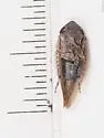 Paraphlepsius rileyi - photo 3