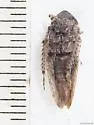 Paraphlepsius rileyi - photo 5