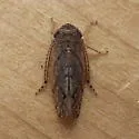 Paraphlepsius solidaginis