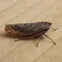 Paraphlepsius solidaginis - photo 2