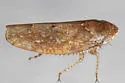 Paraphlepsius solidaginis - photo 3