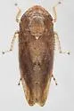 Paraphlepsius solidaginis - photo 4