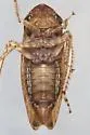 Paraphlepsius solidaginis - photo 5